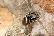 Jumping Spider (Omoedus orbiculatus) (Omoedus orbiculatus)